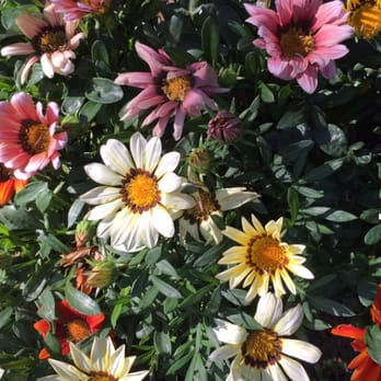 Green Acres Nursery - Nurseries & Gardening Near Me - Apopka, Florida