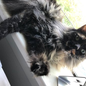 Long Veterinary Clinic - Cleo enjoying her time back from the Vet! - Veterinarians Near Me - Huntsville, Texas Long Veterinary Clinic - Cleo enjoying her time back from the Vet! - Veterinarians Near Me - Huntsville, Texas