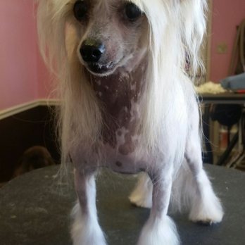 The Spa For Dogs - Perfection!!!! :) - Pet Groomers Near Me - Northbrook, Illinois