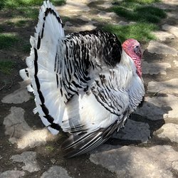 Merced Fruit Barn - Turkey