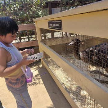 River Street Ranch - Emu - Petting Zoos Near Me - San Juan Capistrano, California