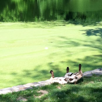 Prospect Park - Ducks sunbathing - Parks Near Me - Brooklyn, New York Prospect Park - Ducks sunbathing - Parks Near Me - Brooklyn, New York