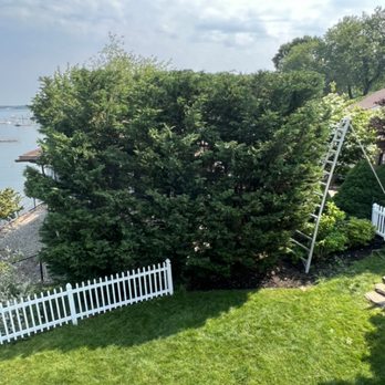 Bah Pro Tree Service - Tree Services Near Me Bah Pro Tree Service - Tree Services Near Me
