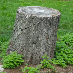 Speedy Stump Removal