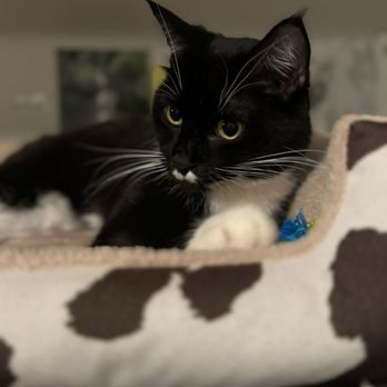 Cat Cafe Rescue - Cat and Kittens - Pet Adoption Near Me - Chino Hills, California Cat Cafe Rescue - Cat and Kittens - Pet Adoption Near Me - Chino Hills, California