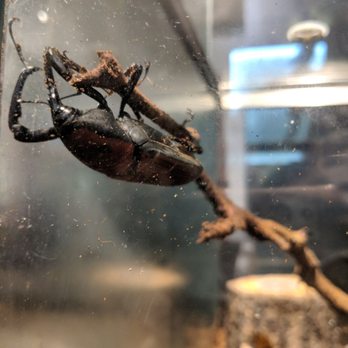 Audubon Insectarium - Zoos Near Me - New Orleans, Louisiana Audubon Insectarium - Zoos Near Me - New Orleans, Louisiana