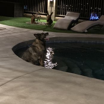 Foothills Animal Hospital - Buck sitting in the pool.. his favorite place at 2 am - Veterinarians Near Me - Yuma, Arizona Foothills Animal Hospital - Buck sitting in the pool.. his favorite place at 2 am - Veterinarians Near Me - Yuma, Arizona