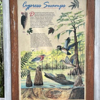 Blackwater River State Park - Cypress swamps info - Parks Near Me - Holt, Florida