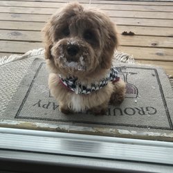Four Paws Pet Center