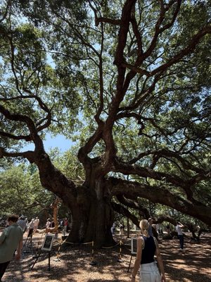Angel Oak Tree by null