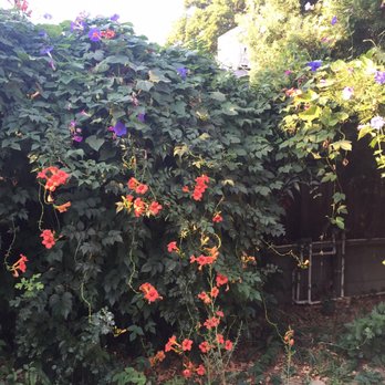 Cal Roots - Can't even see my fence here. - Tree Services Near Me - Modesto, California
