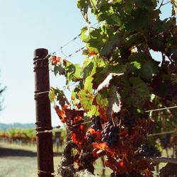 Little Vineyards Family Winery