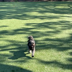 Eisenhower Park Dog Run