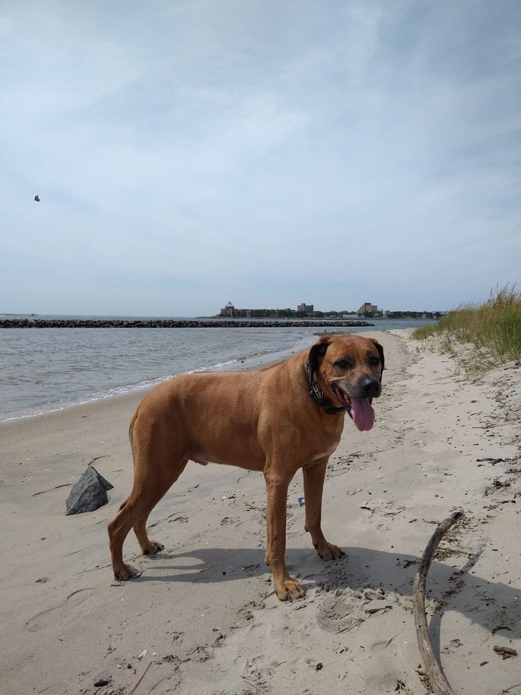 PLUMB BEACH Updated August 2024 50 Photos & 26 Reviews Belt Pkwy