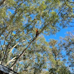 Bay to Bay Tree Service and Land Clearing - True professionals!
