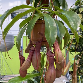 PFLANZEN-KLLE - Updated June 2026 - 36 Photos & 21 Reviews - Hagenauer  Str. 38, Wiesbaden, Hessen, Germany - Flowers & Gifts - Phone Number - Yelp