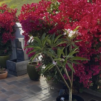 David Bahena Yard, Tree, and Home Services - Bougainvillea - Landscaping Near Me David Bahena Yard, Tree, and Home Services - Bougainvillea - Landscaping Near Me