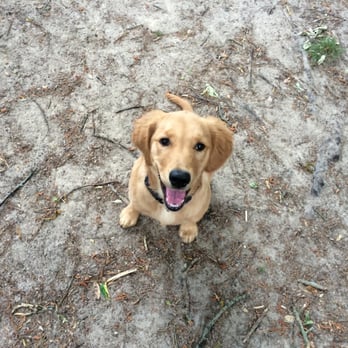 Pawsitive Futures - Sadie learning how to come when called off-leash during her board and train. - Pet Training Near Me Pawsitive Futures - Sadie learning how to come when called off-leash during her board and train. - Pet Training Near Me
