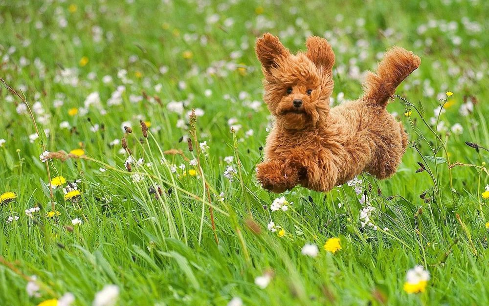 Great Oak Kennels - pet boarding facility in Temecula, CA