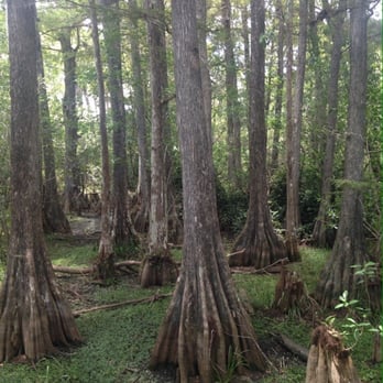 Kirby Storter Roadside Park - Trees along tve way - Parks Near Me - Ochopee, Florida