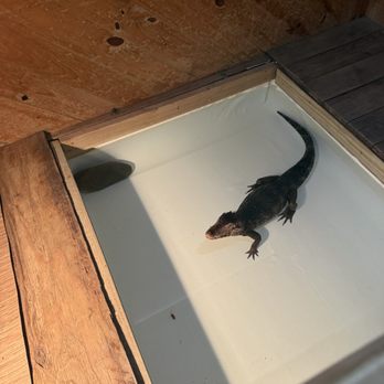 Gator Country - Zoos Near Me - Beaumont, Texas