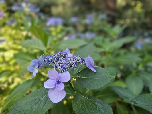 Laurelhurst Park by null