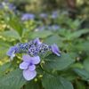 Laurelhurst Park gift card