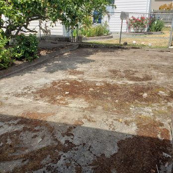 MAK Landscaping - an empty yard with a tree in the background - Landscaping Near Me - Edmonds, Washington MAK Landscaping - an empty yard with a tree in the background - Landscaping Near Me - Edmonds, Washington