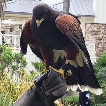 Catalina Falconry Experience - Active Life Near Me - Avalon, California Catalina Falconry Experience - Active Life Near Me - Avalon, California