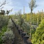 Photo of Zoltan Nursery