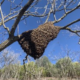 swarm