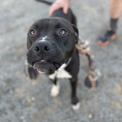Canine Cardio - Sweetest boy ever
