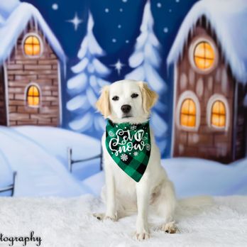 Shocks Photography - Pet Photography Near Me Shocks Photography - Pet Photography Near Me