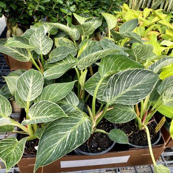 Freckle Farm - Philodendron Birkin - Florists Near Me - Hyde Park, Utah