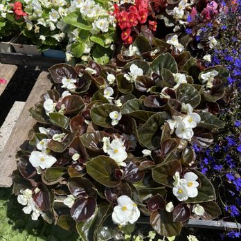C&S Garden Center - Nurseries & Gardening Near Me - Lawndale, California C&S Garden Center - Nurseries & Gardening Near Me - Lawndale, California