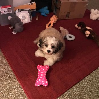 Perfect Paw Pups - Pet Breeders Near Me - Humble, Texas