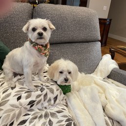 Candy and Cedric are groomed for Santa. Thank you CDA Pet Resort.