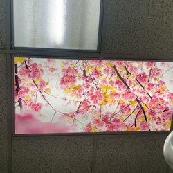 Aesthetic Dental - Love staring cherry blossoms while getting treatment.