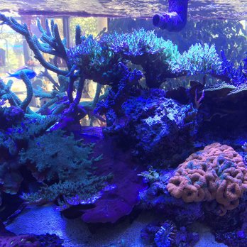 Pure Reef - Pet Stores Near Me - Alpharetta, Georgia
