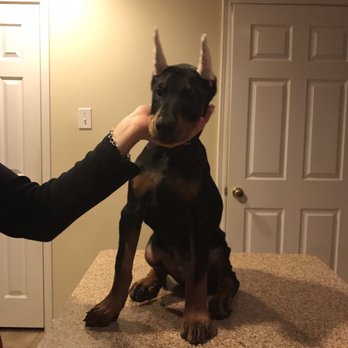 Ear Trim - Veterinarians Near Me - Spring, Texas