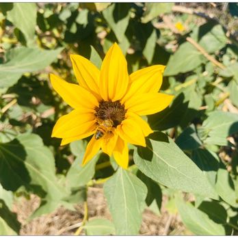 O'Melveny Park - Shhhh...keep quiet Bee is pollinating a sunflower. ;D - Parks Near Me - Granada Hills, California