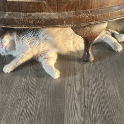 Flemington Veterinary Hospital - This is Blondie after we got home from the vet Hospital. They headed straight to his favorite place to sleep.