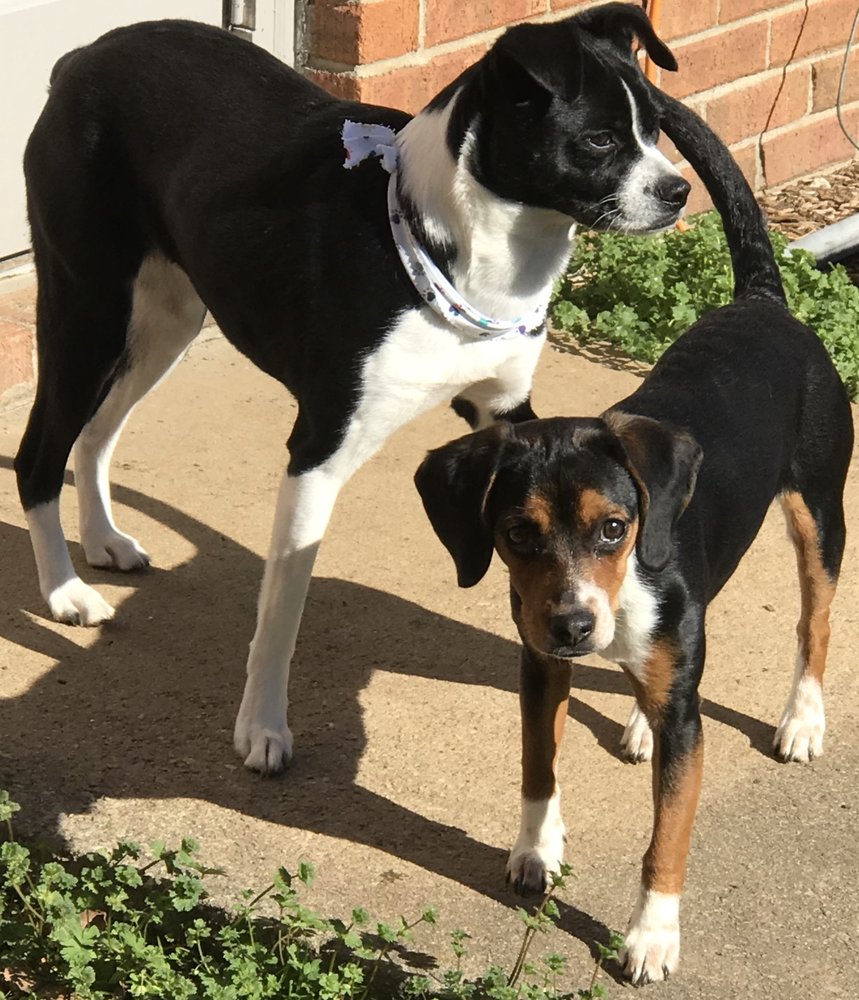 DOG CITY Updated June 2024 119 Fairview Point Dr, Simpsonville