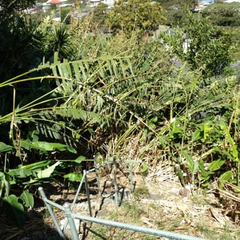 Ohana Tree Services - Over grown backyard before photo. - Tree Services Near Me