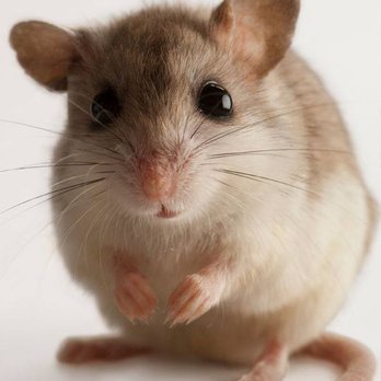 North Shore Services - These sweet little guys love the midnight snacks left in your cabinets and on your counters! They leave wonderful gifts in return (ewww) - Pest Control Near Me North Shore Services - These sweet little guys love the midnight snacks left in your cabinets and on your counters! They leave wonderful gifts in return (ewww) - Pest Control Near Me