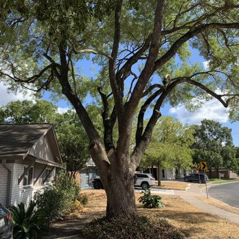 Capitol Tree Care - Freshly pruned Ash in our front yard - Tree Services Near Me - Austin, Texas