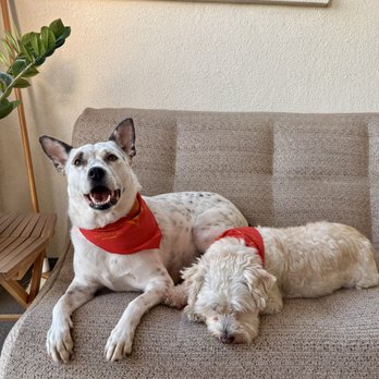 SoCal Veterinary Hospital - Veterinarians Near Me - San Marcos, California SoCal Veterinary Hospital - Veterinarians Near Me - San Marcos, California