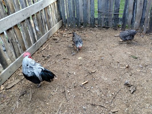 Frontier Culture Museum by null