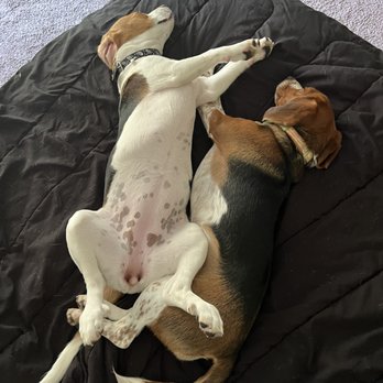 Bristol County Animal Clinic - Pups relaxing after a visit to the vet - Veterinarians Near Me - Raynham, Massachusetts Bristol County Animal Clinic - Pups relaxing after a visit to the vet - Veterinarians Near Me - Raynham, Massachusetts