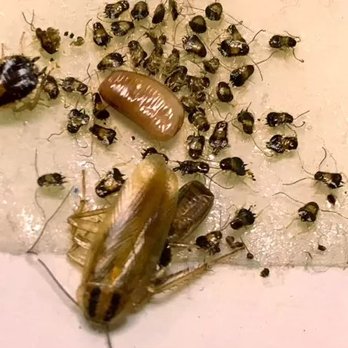 Commander Pest Control - German and Asian roaches. German cockroach is a prolific egg-layer, producing egg cases known as oothecae every few weeks. We can take care - Pest Control Near Me